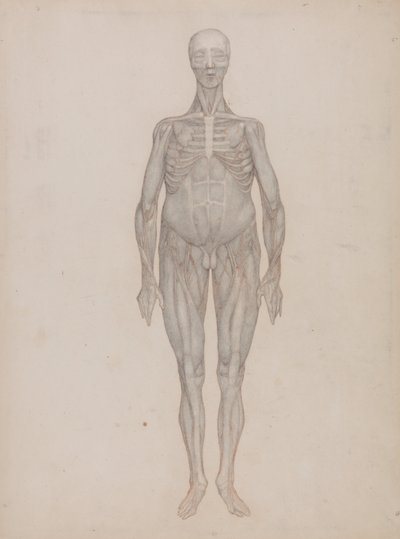 A Comparative Anatomical Exposition of the Structure of the Human Body with That of a Tiger and a Cow by George Stubbs